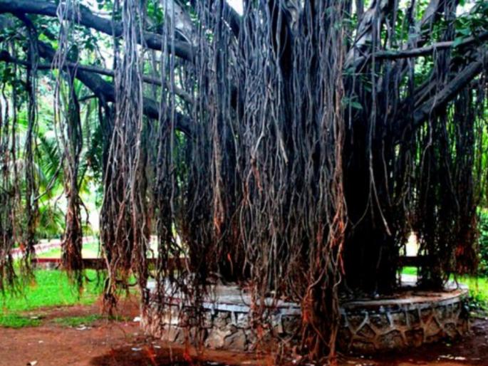 The banyan trees of these five places are considered to be the oldest banyan trees in Hinduism; Find out where they are located! | 'या' पाच ठिकाणचे वटवृक्ष हिंदू धर्मातील पुरातन वटवृक्ष समजले जातात; ते कुठे स्थित आहेत जाणून घ्या! The banyan trees of these five places are considered to be the oldest banyan trees in Hinduism; Find out where they are located! | 'या' पाच ठिकाणचे वटवृक्ष हिंदू धर्मातील पुरातन वटवृक्ष समजले जातात; ते कुठे स्थित आहेत जाणून घ्या!