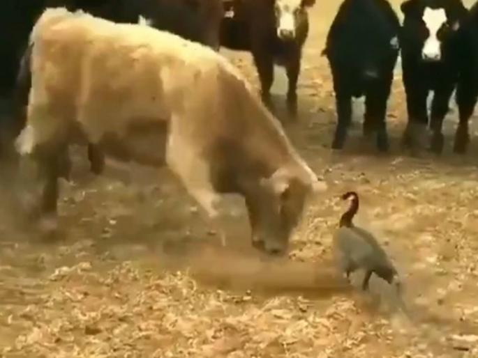 alone a duck fight with more than ten bulls in the field no one beat her | मैं झुकेगा नहीं! एक, दोन नव्हे १० बैलांवर भारी पडलं एकटं बदक; आनंद महिंद्रा म्हणाले प्रेरणादायी! alone a duck fight with more than ten bulls in the field no one beat her | मैं झुकेगा नहीं! एक, दोन नव्हे १० बैलांवर भारी पडलं एकटं बदक; आनंद महिंद्रा म्हणाले प्रेरणादायी!