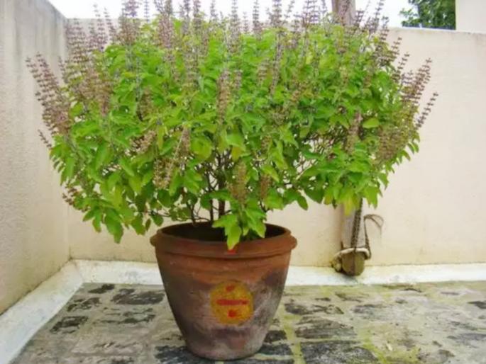 Does the basil in your house often wither? These tips will definitely help you! | तुमच्या घरातली तुळस वारंवार कोमेजते का? या टिप्स नक्कीच उपयोगी पडतील! Does the basil in your house often wither? These tips will definitely help you! | तुमच्या घरातली तुळस वारंवार कोमेजते का? या टिप्स नक्कीच उपयोगी पडतील!