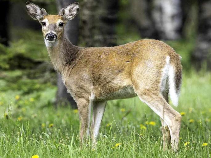 covid19 new variant found in ontario deer scientist | Corona Variant in Deer: अलर्ट! पांढऱ्या शेपटाच्या हरीणामध्ये आढळला कोरोनाचा नवा व्हेरिअंट, माणसालाही झाला संसर्ग covid19 new variant found in ontario deer scientist | Corona Variant in Deer: अलर्ट! पांढऱ्या शेपटाच्या हरीणामध्ये आढळला कोरोनाचा नवा व्हेरिअंट, माणसालाही झाला संसर्ग