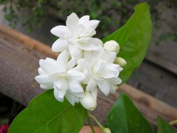 Why did Mauli himself fall in love with Mogari's buds? About the blossoms in his life ... | खुद्द माउलींनाही मोगरीच्या कळ्यांची भुरळ का पडली असावी? त्यांच्या आयुष्यात फुललेल्या मोगऱ्याविषयी... Why did Mauli himself fall in love with Mogari's buds? About the blossoms in his life ... | खुद्द माउलींनाही मोगरीच्या कळ्यांची भुरळ का पडली असावी? त्यांच्या आयुष्यात फुललेल्या मोगऱ्याविषयी...