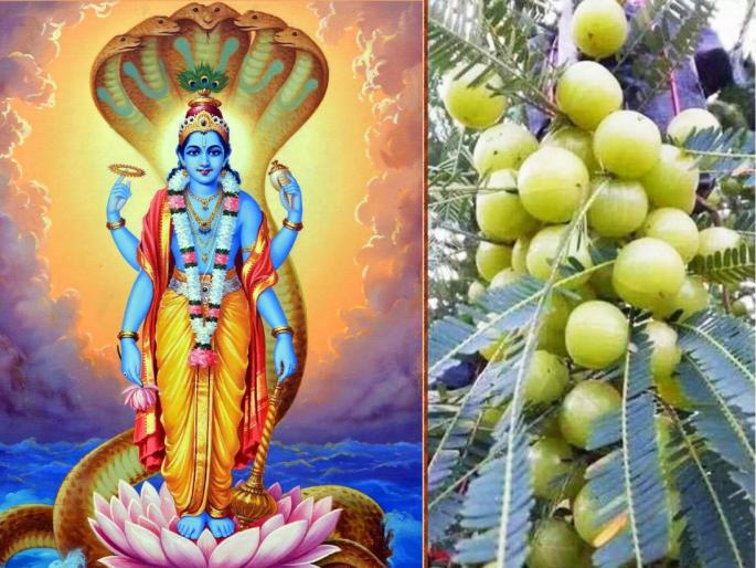 Make Amalki Ekadashi a simple but important solution for earning money and fortune! | आमलकी एकादशीला धनप्राप्तीसाठी आणि भाग्योदयासाठी करा सोपे पण महत्त्वाचे उपाय! Make Amalki Ekadashi a simple but important solution for earning money and fortune! | आमलकी एकादशीला धनप्राप्तीसाठी आणि भाग्योदयासाठी करा सोपे पण महत्त्वाचे उपाय!