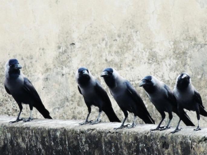 Don't ignore the crow's crow crow, it can get 'this' auspicious and non auspicious sign! | कावळ्याची काव काव दुर्लक्षू नका, त्यायोगे मिळू शकतात 'हे' शुभ तसेच अशुभ संकेत! Don't ignore the crow's crow crow, it can get 'this' auspicious and non auspicious sign! | कावळ्याची काव काव दुर्लक्षू नका, त्यायोगे मिळू शकतात 'हे' शुभ तसेच अशुभ संकेत!
