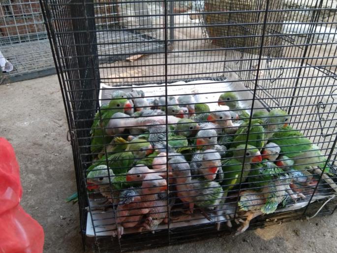80 parrots smuggled from Washim forest to Thane seized | पिंजऱ्यावर चादर टाकून 'तो' एक्स्प्रेसनं ठाण्यात आला, पोलिसांनी पाहिलं तर धक्काच बसला! 80 parrots smuggled from Washim forest to Thane seized | पिंजऱ्यावर चादर टाकून 'तो' एक्स्प्रेसनं ठाण्यात आला, पोलिसांनी पाहिलं तर धक्काच बसला!
