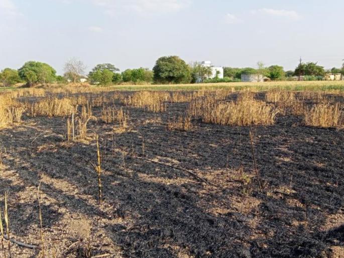short circuit in the farm and two acres of wheat was burnt in to ashes video goes viral | शेतात शॉर्टसर्किट झालं अन् दोन एकर गहू जळून खाक, VIDEO पाहून काळीज तीळ-तीळ तुटेल short circuit in the farm and two acres of wheat was burnt in to ashes video goes viral | शेतात शॉर्टसर्किट झालं अन् दोन एकर गहू जळून खाक, VIDEO पाहून काळीज तीळ-तीळ तुटेल