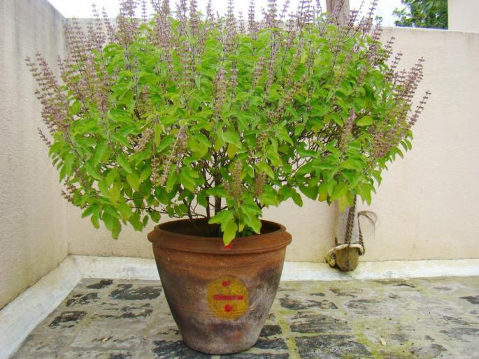To preserve the sanctity of Tulsi, avoid 'these' things carefully and follow the given rules! | तुळशीचे पावित्र्य जपण्यासाठी 'या' गोष्टी कटाक्षाने टाळा आणि दिलेली नियमावली पाळा! To preserve the sanctity of Tulsi, avoid 'these' things carefully and follow the given rules! | तुळशीचे पावित्र्य जपण्यासाठी 'या' गोष्टी कटाक्षाने टाळा आणि दिलेली नियमावली पाळा!