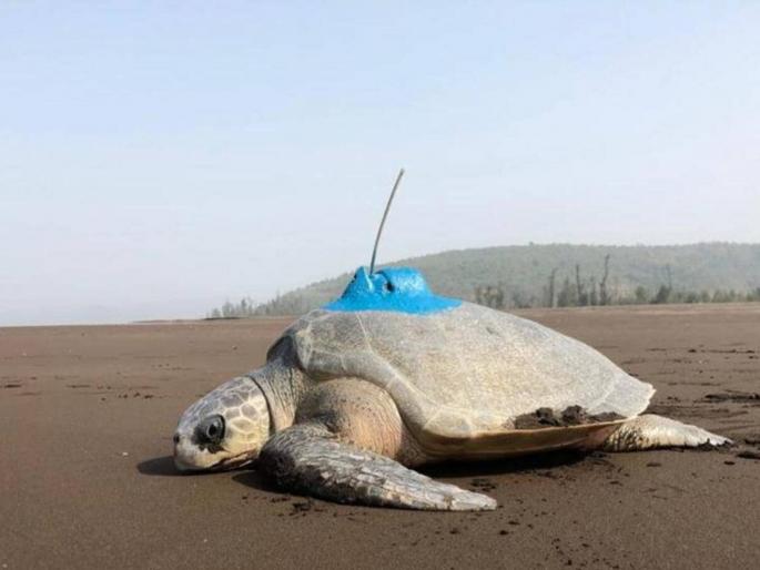 One tagged turtle in race to reach pakistan | मुंबईचे कासव जाणार पाकिस्तानला; सॅटेलाइट टॅगिंग केलेले ‘प्रथमा’ कासव सध्या मुंबई मुक्कामी One tagged turtle in race to reach pakistan | मुंबईचे कासव जाणार पाकिस्तानला; सॅटेलाइट टॅगिंग केलेले ‘प्रथमा’ कासव सध्या मुंबई मुक्कामी