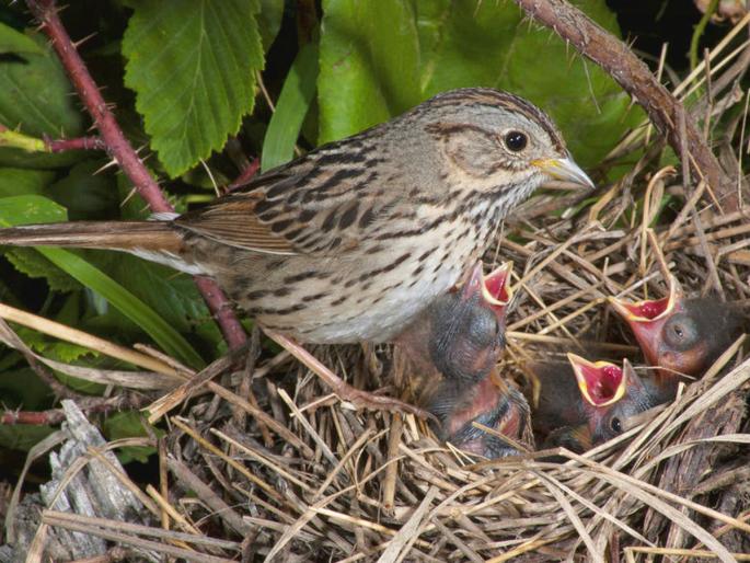 Sparrow teaches her chicks about importance of independent life; Read this story! | चिमणीने पिलांना दिले स्वावलंबनाचे धडे; पण का? वाचा ही मार्मिक गोष्ट! Sparrow teaches her chicks about importance of independent life; Read this story! | चिमणीने पिलांना दिले स्वावलंबनाचे धडे; पण का? वाचा ही मार्मिक गोष्ट!
