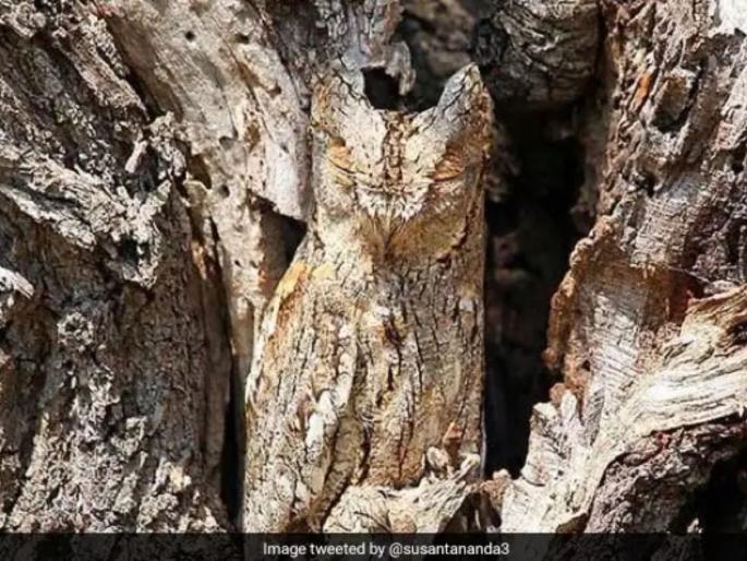 see this picture and tell what is seen in it just tell it within 10 seconds | सांगा पाहू 'या' फोटोत तुम्हाला काय दिसतंय? अट एकच, फक्त १० सेकंदात सांगायचं! see this picture and tell what is seen in it just tell it within 10 seconds | सांगा पाहू 'या' फोटोत तुम्हाला काय दिसतंय? अट एकच, फक्त १० सेकंदात सांगायचं!