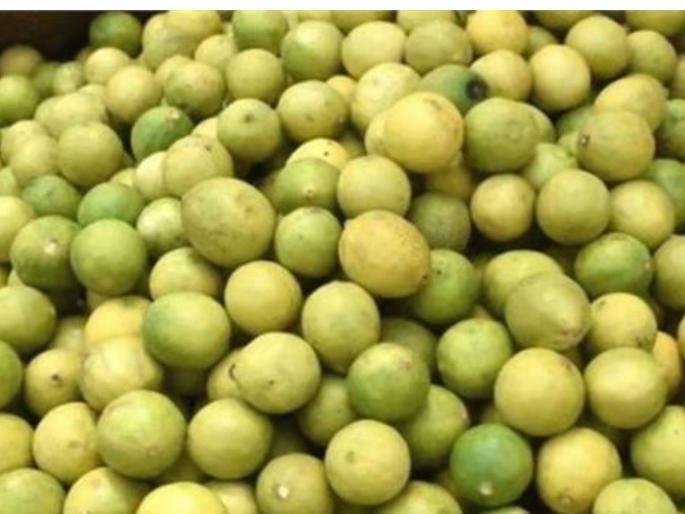 in uttar pradesh 15 thousand lemons were stolen from garden Farmers keep 50 guards | बागेतून तब्बल १५ हजार लिंबू चोरीला; शेतकऱ्यांनी ५० जण ठेवले राखणीला, अन् मग... in uttar pradesh 15 thousand lemons were stolen from garden Farmers keep 50 guards | बागेतून तब्बल १५ हजार लिंबू चोरीला; शेतकऱ्यांनी ५० जण ठेवले राखणीला, अन् मग...