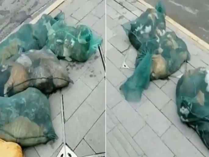 bags full of cats and dogs seen in china due to corona infection | VIDEO: भयानक! कोरोना झालेल्यांच्या पाळीव प्राण्यांच्या हत्या; रस्त्यांच्या कडेला पिशव्यांचा खच bags full of cats and dogs seen in china due to corona infection | VIDEO: भयानक! कोरोना झालेल्यांच्या पाळीव प्राण्यांच्या हत्या; रस्त्यांच्या कडेला पिशव्यांचा खच
