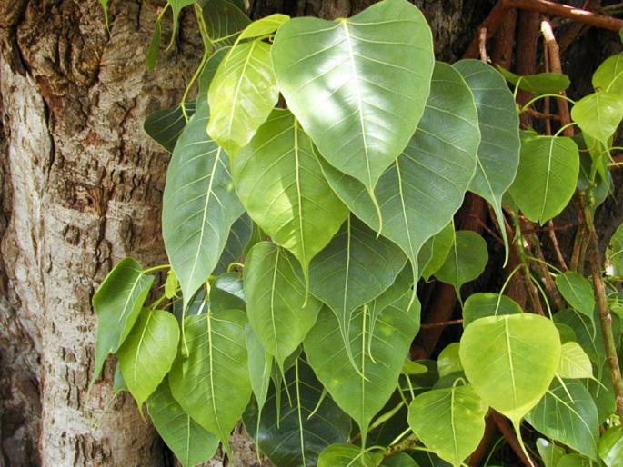 Skanda Purana says, if you don't want to see the face of hell, then you must plant 'these' five trees! | स्कन्द पुराण सांगते, नरकाचे तोंड बघायचे नसेल तर 'या' पाच वृक्षांची लागवड अवश्य करा! Skanda Purana says, if you don't want to see the face of hell, then you must plant 'these' five trees! | स्कन्द पुराण सांगते, नरकाचे तोंड बघायचे नसेल तर 'या' पाच वृक्षांची लागवड अवश्य करा!