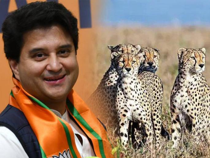 HISTORY REPEATS IN SCINDIA FAMILY AFTER 118 YEAR DUE TO KUNO WILDLIFE SANCTUARY AND AFRICAN CHEETAH | ज्योतिरादित्य शिंदे आफ्रिकन चित्ते आणणार; तब्बल ११८ वर्षांनी इतिहासाची पुनरावृत्ती होणार HISTORY REPEATS IN SCINDIA FAMILY AFTER 118 YEAR DUE TO KUNO WILDLIFE SANCTUARY AND AFRICAN CHEETAH | ज्योतिरादित्य शिंदे आफ्रिकन चित्ते आणणार; तब्बल ११८ वर्षांनी इतिहासाची पुनरावृत्ती होणार