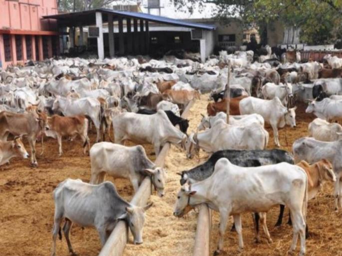 ulhasnagar police registered case against four for demanding Ransom | दोन कोटी दे, अन्यथा तुझ्या गोशाळेतल्या गायींना मारून टाकेन; चार जणांवर गुन्हा दाखल ulhasnagar police registered case against four for demanding Ransom | दोन कोटी दे, अन्यथा तुझ्या गोशाळेतल्या गायींना मारून टाकेन; चार जणांवर गुन्हा दाखल