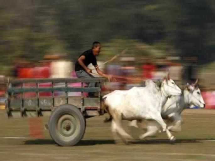 in satara two bulls used for race dies after falling in well | शर्यतीतील बैलांचा विहिरीत पडून मृत्यू; साताऱ्यातील दुर्देवी घटना in satara two bulls used for race dies after falling in well | शर्यतीतील बैलांचा विहिरीत पडून मृत्यू; साताऱ्यातील दुर्देवी घटना