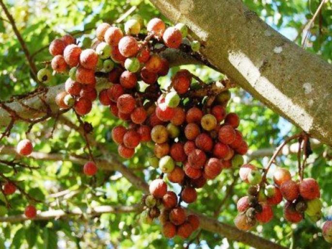 Water the threshold regularly to gular tree to alleviate financial hardship; Read on for many more benefits! | आर्थिक तंगी दूर करायची असेल तर उंबराला नियमीत पाणी घाला; वाचा आणखीही अनेक फायदे! Water the threshold regularly to gular tree to alleviate financial hardship; Read on for many more benefits! | आर्थिक तंगी दूर करायची असेल तर उंबराला नियमीत पाणी घाला; वाचा आणखीही अनेक फायदे!