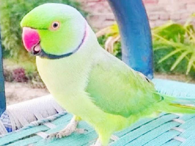 parrot missing caged police complaint bastar chhattisgarh | कुणाचं काय तर कुणाचं काय...मालकाला गुंगारा देऊन पोपट पिंजऱ्यातून उडाला अन् पोलीस लागले कामाला!