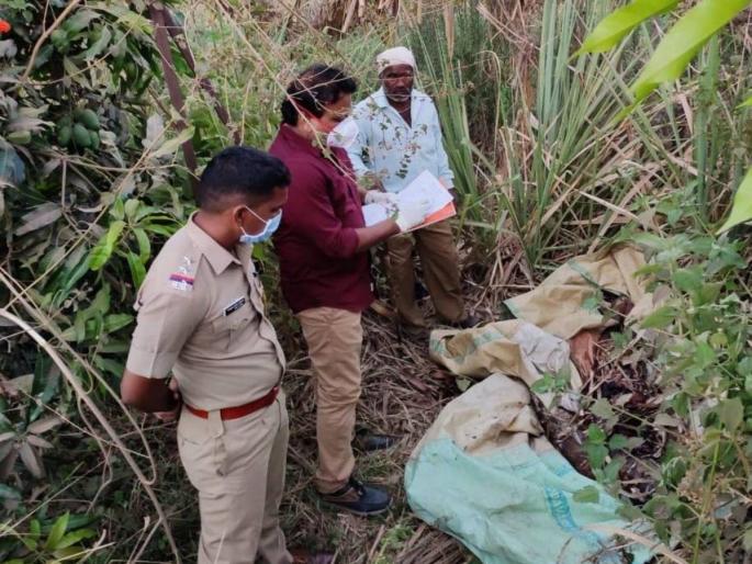 In Nashik a leopard took a farm laborer to a sugarcane field The body was found two days later | नाशकात बिबट्यानं शेतमजूराला फरफटत ऊसाच्या शेतात नेलं; दोन दिवसांनी आढळला मृतदेह