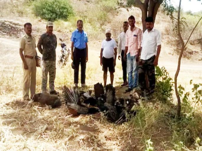 ten peacocks die due to poisoning in nashik maharashtra | मनाला चटका लावणारी घटना! नाशिकमध्ये १० मोर मृतावस्थेत आढळले, वनविभागात एकच खळबळ ten peacocks die due to poisoning in nashik maharashtra | मनाला चटका लावणारी घटना! नाशिकमध्ये १० मोर मृतावस्थेत आढळले, वनविभागात एकच खळबळ