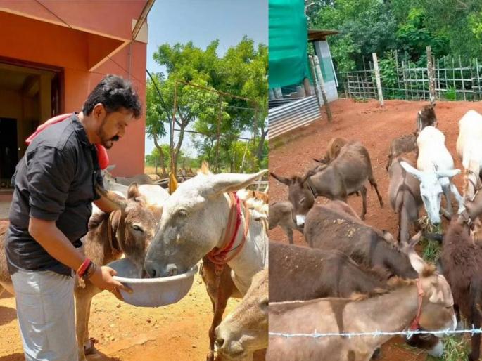 Karnataka techie quits job to start donkey farm gets orders worth 17 lakh for milk | सॉफ्टवेअर कंपनीतील नोकरी सोडून ‘गधा मेहनत’; गाढविणीचे दूध विकून लाखोंची कमाई! Karnataka techie quits job to start donkey farm gets orders worth 17 lakh for milk | सॉफ्टवेअर कंपनीतील नोकरी सोडून ‘गधा मेहनत’; गाढविणीचे दूध विकून लाखोंची कमाई!