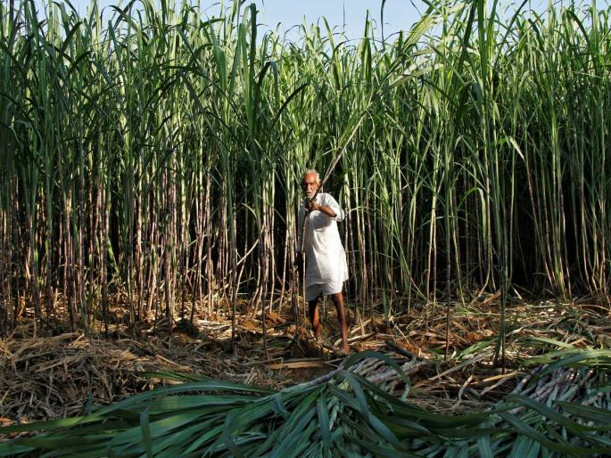 India surpasses Brazil in sugar production ranked first in the world Maharashtra tops the country | साखर उत्पादनात भारताने ब्राझीलला टाकले मागे, जगात पहिल्या क्रमांकावर; देशात महाराष्ट्र अव्वल India surpasses Brazil in sugar production ranked first in the world Maharashtra tops the country | साखर उत्पादनात भारताने ब्राझीलला टाकले मागे, जगात पहिल्या क्रमांकावर; देशात महाराष्ट्र अव्वल