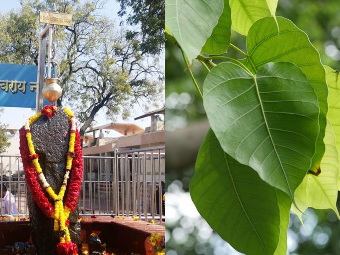 Shani Puja: Do 'this' remedy on Saturday evening; No harm will ever happen! | Shani Puja: शनिवारी संध्याकाळी करा 'हे' उपाय; कधीही होणार नाहीत कोणतेही अपाय! Shani Puja: Do 'this' remedy on Saturday evening; No harm will ever happen! | Shani Puja: शनिवारी संध्याकाळी करा 'हे' उपाय; कधीही होणार नाहीत कोणतेही अपाय!