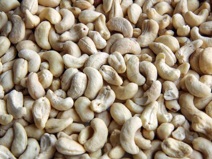 cashew nut consumption in india at record level export down after pandemic | इम्युनिटी वाढविण्यासाठी भारतीयांनी फस्त केले ३ लाख टन काजू; कोरोनानंतर रेकॉर्ड ब्रेक विक्री! cashew nut consumption in india at record level export down after pandemic | इम्युनिटी वाढविण्यासाठी भारतीयांनी फस्त केले ३ लाख टन काजू; कोरोनानंतर रेकॉर्ड ब्रेक विक्री!