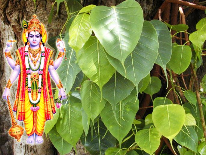 Shravan Vrat 2022: Planting these five trees during Shravan month is said to lead to heaven after death! | Shravan Vrat 2022: श्रावणमासात 'ही' पाच झाडं लावली असता, मरणोत्तर स्वर्गप्राप्ती होते असे म्हणतात! Shravan Vrat 2022: Planting these five trees during Shravan month is said to lead to heaven after death! | Shravan Vrat 2022: श्रावणमासात 'ही' पाच झाडं लावली असता, मरणोत्तर स्वर्गप्राप्ती होते असे म्हणतात!