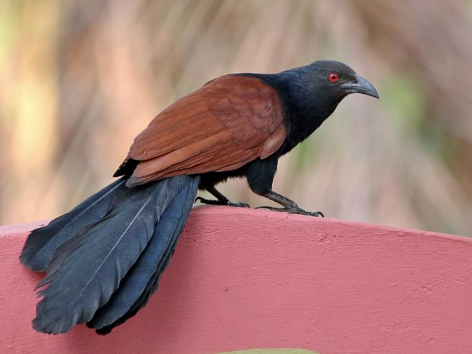 Lucky Signs: Krishnamitra Sudama's fortune was changed by Bharadwaj Darshan; Even today its appearance is considered auspicious! | Lucky Signs: भारद्वाज दर्शनाने कृष्णमित्र सुदामाचे पालटले होते भाग्य; आजही त्याचे दिसणे मानले जाते शुभ! Lucky Signs: Krishnamitra Sudama's fortune was changed by Bharadwaj Darshan; Even today its appearance is considered auspicious! | Lucky Signs: भारद्वाज दर्शनाने कृष्णमित्र सुदामाचे पालटले होते भाग्य; आजही त्याचे दिसणे मानले जाते शुभ!