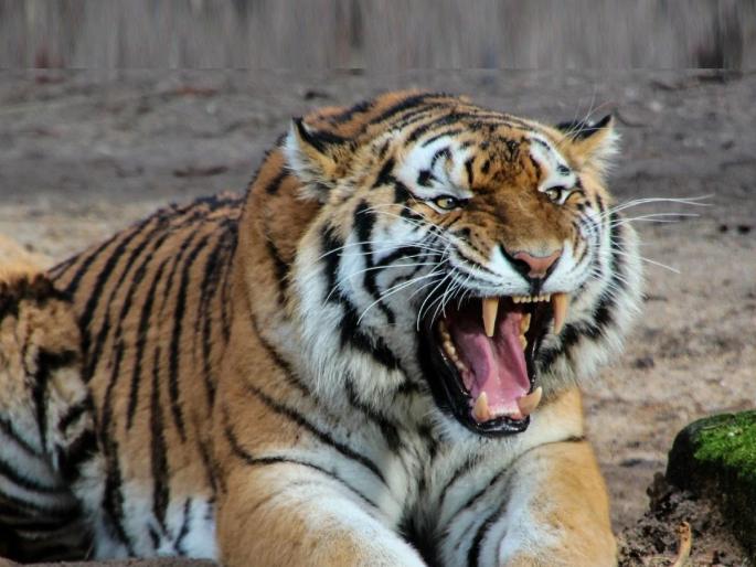 20 lakhs to the heirs of those killed in wild animal attacks Also increase in compensation for injured | वन्यप्राण्यांच्या हल्ल्यातील मृताच्या वारसास मिळणार २० लाख; जखमींच्या नुकसान भरपाईमध्येही वाढ 20 lakhs to the heirs of those killed in wild animal attacks Also increase in compensation for injured | वन्यप्राण्यांच्या हल्ल्यातील मृताच्या वारसास मिळणार २० लाख; जखमींच्या नुकसान भरपाईमध्येही वाढ