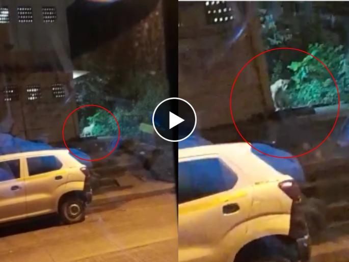 Leopard in Ghodbunder area fear atmosphere near residential area | VIDEO: घोडबंदर परिसरामध्ये बिबट्याचे दर्शन, सार्वजनिक शौचालयाजवळ वावर; भीतीचं वातावरण Leopard in Ghodbunder area fear atmosphere near residential area | VIDEO: घोडबंदर परिसरामध्ये बिबट्याचे दर्शन, सार्वजनिक शौचालयाजवळ वावर; भीतीचं वातावरण