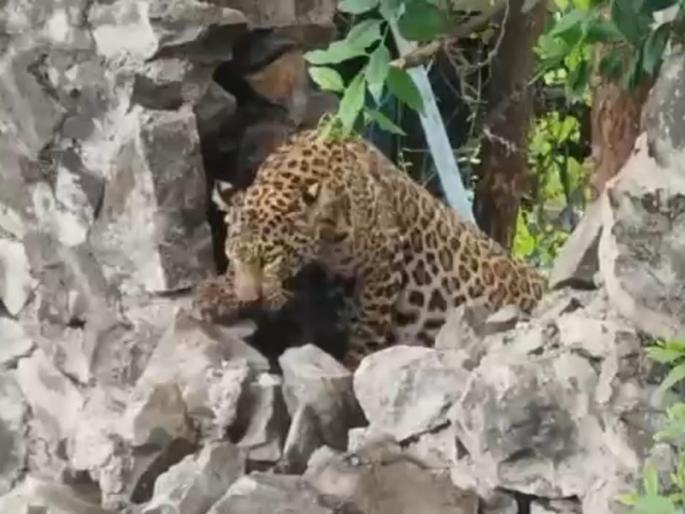 Those barbed wire again claimed leopard victim in Nashik Two leopards die in a week | ‘त्या’ टोकदार तारांनी पुन्हा घेतला नाशिकमध्ये बिबट्याचा बळी; आठवड्यात दोन बिबटे मृत्युमुखी Those barbed wire again claimed leopard victim in Nashik Two leopards die in a week | ‘त्या’ टोकदार तारांनी पुन्हा घेतला नाशिकमध्ये बिबट्याचा बळी; आठवड्यात दोन बिबटे मृत्युमुखी