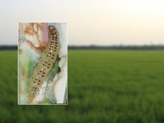 crop 80 thousand hectares is in danger due to worms | तुरीवर मारूका अळीचा प्रादुर्भाव, ८० हजार हेक्टरवरील पीक धोक्यात crop 80 thousand hectares is in danger due to worms | तुरीवर मारूका अळीचा प्रादुर्भाव, ८० हजार हेक्टरवरील पीक धोक्यात
