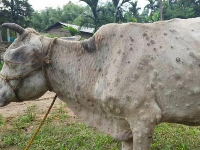 Two animals died due to lumpy skin in Buldhana district | बुलढाणा जिल्ह्यात लम्पी स्कीनमुळे दोन जनावरांचा मृत्यू Two animals died due to lumpy skin in Buldhana district | बुलढाणा जिल्ह्यात लम्पी स्कीनमुळे दोन जनावरांचा मृत्यू