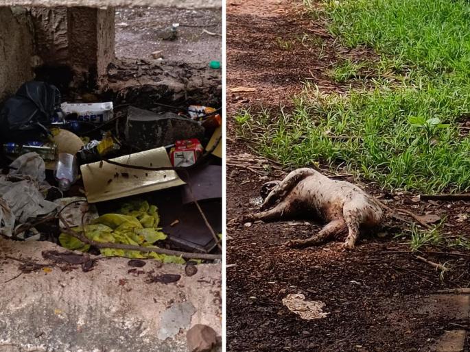 State of Park in Chief Minister Constituency Due to the remains of dead animals there is a bad smell in the area the citizens are shocked | मुख्यमंत्र्यांच्या ठाण्यातील उद्यानाची दुरावस्था; मृत जनावरांच्या अवशेषाने परिसरात दुर्गंधी, नागरिक हैराण  State of Park in Chief Minister Constituency Due to the remains of dead animals there is a bad smell in the area the citizens are shocked | मुख्यमंत्र्यांच्या ठाण्यातील उद्यानाची दुरावस्था; मृत जनावरांच्या अवशेषाने परिसरात दुर्गंधी, नागरिक हैराण