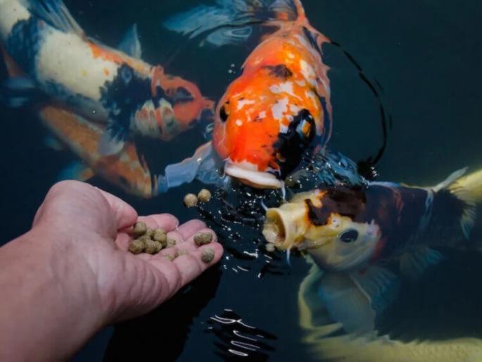Pitru Paksha 2022 : Feed fishes along with crows during Shraddha period, benefits will come! | Pitru Paksha 2022 : श्राद्ध काळात कावळ्याबरोबरच माशांनाही खाऊ घाला, लाभ होईल! Pitru Paksha 2022 : Feed fishes along with crows during Shraddha period, benefits will come! | Pitru Paksha 2022 : श्राद्ध काळात कावळ्याबरोबरच माशांनाही खाऊ घाला, लाभ होईल!