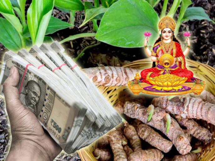 Vastu Tips: The grace of Goddess Lakshmi should stay at home, so plant a turmeric plant at the door; Read the detailed information! | Vastu Tips: लक्ष्मी मातेची कृपा राहावी घरी, म्हणून हळदीचे रोप लावा दारी; वाचा सविस्तर माहिती! Vastu Tips: The grace of Goddess Lakshmi should stay at home, so plant a turmeric plant at the door; Read the detailed information! | Vastu Tips: लक्ष्मी मातेची कृपा राहावी घरी, म्हणून हळदीचे रोप लावा दारी; वाचा सविस्तर माहिती!