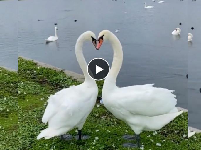 Swan Couple Romantic Dance on social media Netizens Said This Is The Language Of True Love | VIDEO: हंसाच्या जोडप्याचा रोमॅण्टिक डान्स, नेटिझन्स म्हणाले...हीच तर खरी प्रेमाची भाषा! Swan Couple Romantic Dance on social media Netizens Said This Is The Language Of True Love | VIDEO: हंसाच्या जोडप्याचा रोमॅण्टिक डान्स, नेटिझन्स म्हणाले...हीच तर खरी प्रेमाची भाषा!