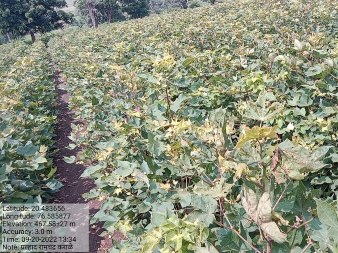 Three acres of cotton crop burnt due to pesticides agriculture department dismisses complaint | किटनाशकांमुळे जळाले तीन एकरातील कपाशीचे पीक, कृषी विभागाकडून तक्रार बेदखल Three acres of cotton crop burnt due to pesticides agriculture department dismisses complaint | किटनाशकांमुळे जळाले तीन एकरातील कपाशीचे पीक, कृषी विभागाकडून तक्रार बेदखल