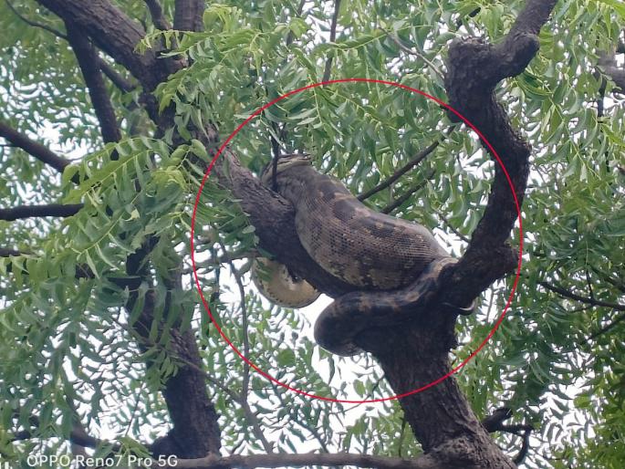 caught the python sitting on the tree Incident under the Alegaon forest area | झाडावर असलेल्या अजगराला पकडून दिले जीवदान; आलेगाव वन परिक्षेत्रांतर्गतील घटना caught the python sitting on the tree Incident under the Alegaon forest area | झाडावर असलेल्या अजगराला पकडून दिले जीवदान; आलेगाव वन परिक्षेत्रांतर्गतील घटना