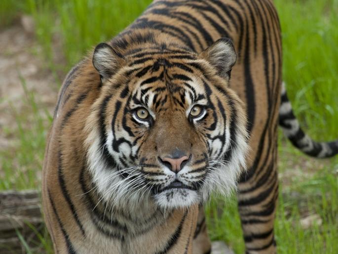 Death of cowherd injured in tiger attack | वाघाच्या हल्ल्यात जखमी झालेल्या गुराख्याचा मृत्यू