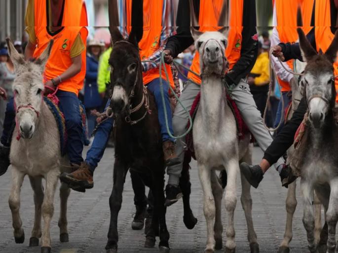 china expresses interest in importing donkeys dogs for meat from pakistan ministry of commerce standing committee exporting meat | पाकिस्तानमधून गाढवं आणि कुत्रे आयात का करतंय चीन? जाणून घ्या या मागचं कारण... china expresses interest in importing donkeys dogs for meat from pakistan ministry of commerce standing committee exporting meat | पाकिस्तानमधून गाढवं आणि कुत्रे आयात का करतंय चीन? जाणून घ्या या मागचं कारण...