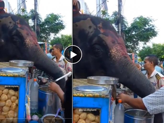 viral video elephant enjoying golgappa panipuri video winning netizens hearts | अटक मटक...पाणीपुरी गटक! हत्ती महाशयांना लागली पाणीपुरीची चटक, पाहा VIDEO viral video elephant enjoying golgappa panipuri video winning netizens hearts | अटक मटक...पाणीपुरी गटक! हत्ती महाशयांना लागली पाणीपुरीची चटक, पाहा VIDEO