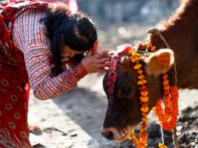 Diwali 2022 : The real start of Diwali is from Vasubaras; What is the significance of Govats Dwadashi? Find out! | Diwali 2022 : दिवाळीची खरी सुरुवात वसुबारसेपासूनच; काय आहे गोवत्स द्वादशीचं महत्त्व? जाणून घ्या! Diwali 2022 : The real start of Diwali is from Vasubaras; What is the significance of Govats Dwadashi? Find out! | Diwali 2022 : दिवाळीची खरी सुरुवात वसुबारसेपासूनच; काय आहे गोवत्स द्वादशीचं महत्त्व? जाणून घ्या!