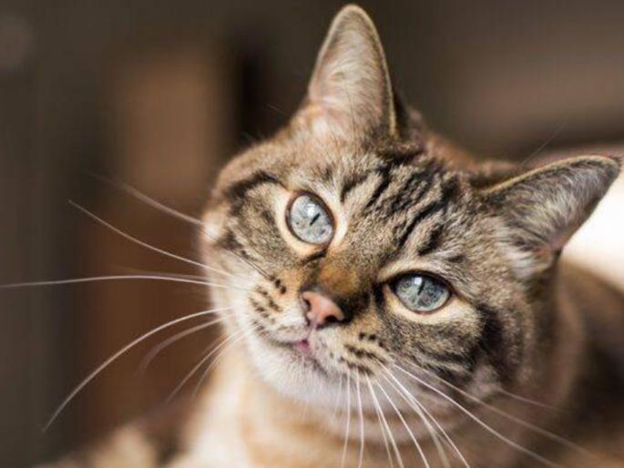 If you don't get the job done, don't blame to the cat; In this country, the cat has a big respect! | तुमची कामं झाली नाहीत तर मांजराच्या नावावर बिलं फाडू नका; 'या' देशात मांजराला असतो मोठा मान! If you don't get the job done, don't blame to the cat; In this country, the cat has a big respect! | तुमची कामं झाली नाहीत तर मांजराच्या नावावर बिलं फाडू नका; 'या' देशात मांजराला असतो मोठा मान!