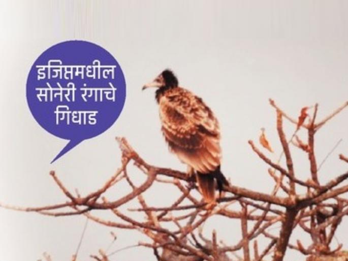 Foreign visitors catch fever in Phansad sanctuary restaurant | फणसाड अभयारण्यातील रेस्टॉरंटमध्ये परदेशी पाहुणे मारताहेत ताव Foreign visitors catch fever in Phansad sanctuary restaurant | फणसाड अभयारण्यातील रेस्टॉरंटमध्ये परदेशी पाहुणे मारताहेत ताव