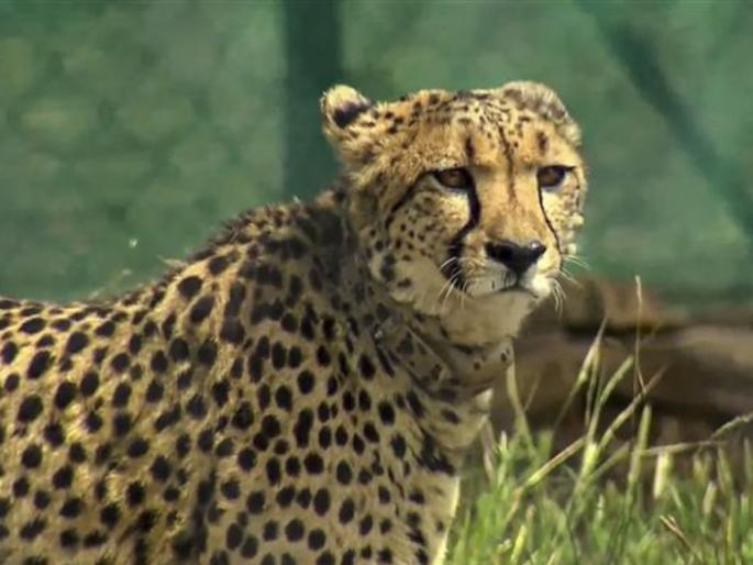 Cheetahs came to Kuno National Park and so many youths got employment! Find out how | कुनो राष्ट्रीय उद्यानात चित्ते आले अन् इतक्या युवांना मिळाला रोजगार! कसा जाणून घ्या...