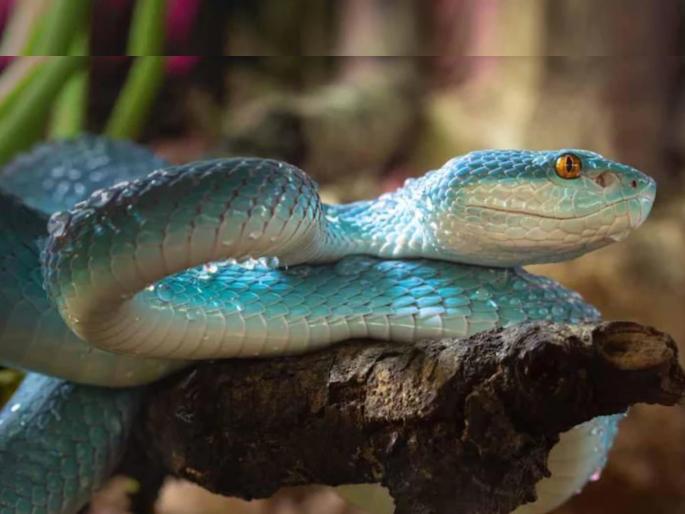 ilha da queimada grande snake island | स्नेक आयलँड...एक असं बेट जिथं फक्त सापांचं राज्य, प्रत्येक पावलावर मृत्यूची भीती! ilha da queimada grande snake island | स्नेक आयलँड...एक असं बेट जिथं फक्त सापांचं राज्य, प्रत्येक पावलावर मृत्यूची भीती!