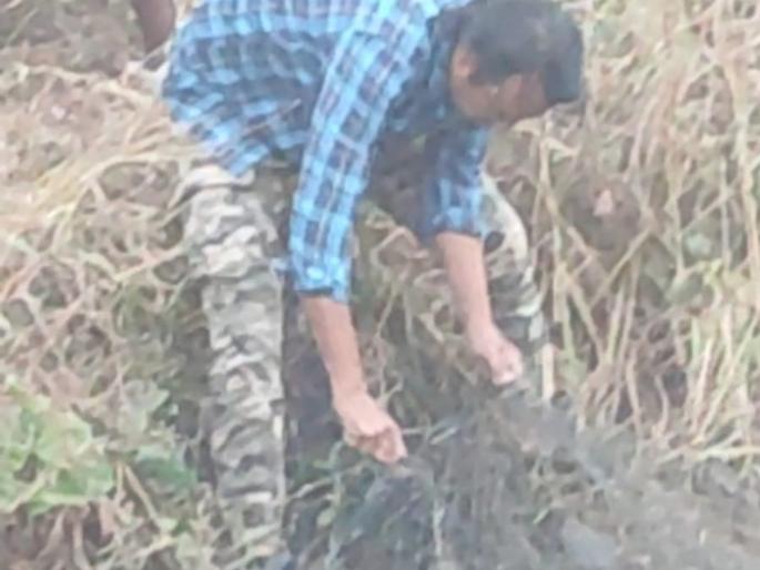 After two hours of surgery, the injured seven-foot python was saved | दोन तासांच्या शस्त्रक्रियेनंतर सात फुटी जखमी अजगराचा जीव वाचवण्यात यश After two hours of surgery, the injured seven-foot python was saved | दोन तासांच्या शस्त्रक्रियेनंतर सात फुटी जखमी अजगराचा जीव वाचवण्यात यश