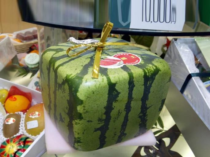 japan square watermelon price in thousand rupees know farming square watermelon cultivation | एक कलिंगड की किमत तुम क्या जानो? तब्बल...; जाणून कुठं होतेय 'चौकोनी' कलिंगडाची शेती? japan square watermelon price in thousand rupees know farming square watermelon cultivation | एक कलिंगड की किमत तुम क्या जानो? तब्बल...; जाणून कुठं होतेय 'चौकोनी' कलिंगडाची शेती?